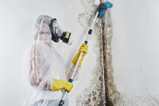 Best Insurance-Related Mold Remediation in Pitcairn, PA