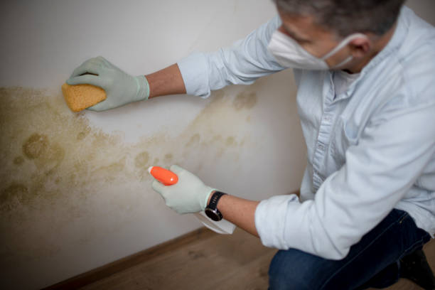 Best Residential Mold Remediation in Pitcairn, PA