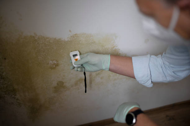 Best Black Mold Remediation in Pitcairn, PA